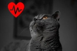 Vorsorge bei der alternden Katze: Eine Herzensangelegenheit