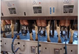 Tierärztliche Bestandsbetreuung - Möglichkeiten zur Optimierung des Melkzentrums (Wieland) & 
Mit Strategie gegen Mastitis (Exner)