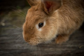 Sedation and Anaesthesia of Rabbits for Veterinary Nurses