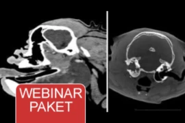 Webinar Paket - Neurologie beim Kleintier
