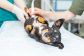 <p class="MsoNormal" style="text-align:justify;"><span>Tiny paws, big decisions: anaesthesia of the C-section</span></p>