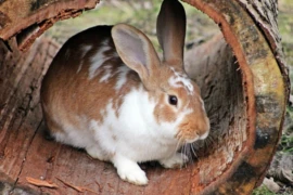 <p>Webinar Paket - Kleine Heimtiere</p>