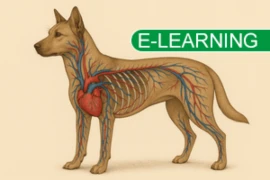 ChatGPT Image with elearning.png