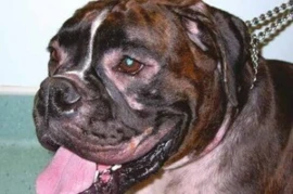 Canine Atopic Dermatitis: Update to Management in Veterinary Practice