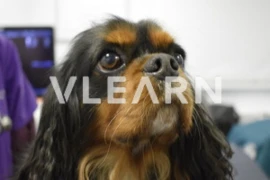 2538_Bild_Vlearn.png