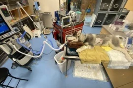 <span>Keep Calm and Breathe On - The Ins and Outs of Mechanical Ventilation for Nurses</span>