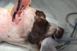 Decision making in canine ear surgery