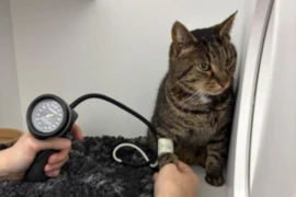E_25_07_15_Pulse Check- Mastering Cardiac Diagnostics in Vet Nursing_300x200.png
