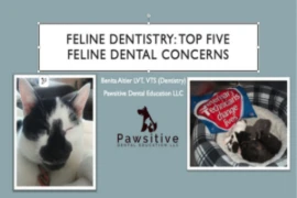 Feline Dentistry - The Top Five Feline Dental Concerns<br>&nbsp;