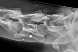 D_25_11_25_Bildgebende_Diagnostik_im_Stall_Grenzen_und_Moeglichkeiten_Titelbild_300x200.jpeg