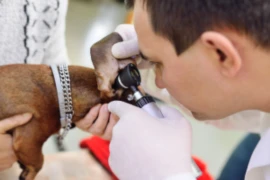 Clear: The Complete Canine Otitis Masterclass