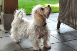 E_26_06_25_The Cushings Conundrum- From Diagnosis to Nursing Care_300x200.png