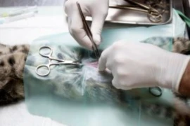 Multiply - The Breeding and C-Section Guide
