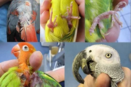 Häufige Erkrankungen von Haut-, Krallen- und Schnabelhorn beim Vogel 