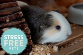 D_24_03_19_Moeglichkeiten_der_Stressreduktion_Titelbild_300x200_Logo.jpg