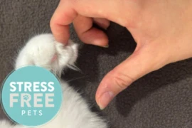 D_24_11_13_Cat_friendly_Practice_300x200_logo.jpg