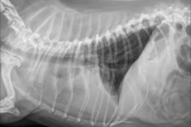 Radiology of the canine and feline lung made practical