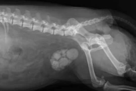 Urolithiasis_300x200.jpg