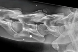 D_25_11_25_Bildgebende_Diagnostik_im_Stall_Grenzen_und_Moeglichkeiten_Titelbild_300x200.jpeg