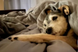 Demenz beim Hund_300x200.png