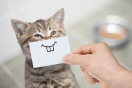 E_25_11_06_It's more than a score- The Happy Catty Pain Pie_300x200.png
