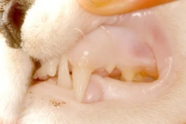Let`s talk feline anaemia I: Approach to feline anaemia with focus on non-infectious causes