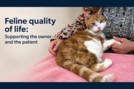 E_26_10_07_Feline quality of life _Supporting the owner and the patient_300x200.png