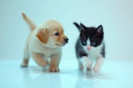 Puppies, Kittens, and Beyond - Why and how using a team-based approach can benefit everyone