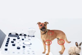 Perspektive - der spezielle Ultraschallkurs