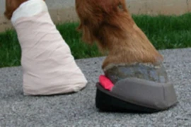 Laminitis_300x200.png