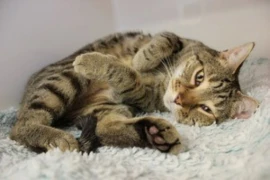 Feline cardiomyopathies Image 300x200.jpg