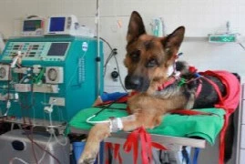 D_23_02_07_akuter_Niereninsult_bei _hund_und_katze_Titelbild_300x200.jpg