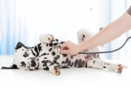 <p>Webinar Paket - Verhaltensmedizin beim Hund</p>