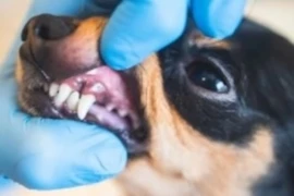 Dental Masterclass - Radiographic interpretation of Periodontitis, Tooth Resorption and Periapical Lucencies