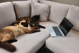 Purrfect - Katzenkurs de luxe