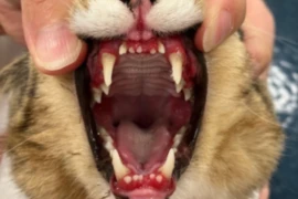 I’ll Take Common Conditions for the win!