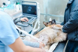 GAIN - Advanced Ultrasonography