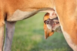 Kastration des Hundes Titelbild.jpg