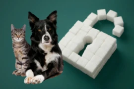 <span>Entschlüsselt - der passende Diabetes Mellitus Kurs</span>