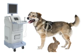 <span>Perspektive - der spezielle Ultraschall Kurs </span>(Schnupper-Modul 1 GRATIS)