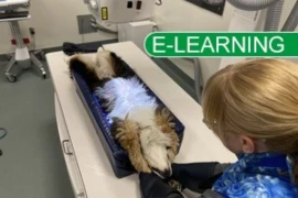 Visible M1 image w tag (1).jpg