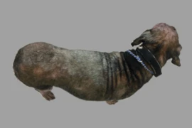 Reduce the Risk of Zoonotic Diseases 