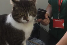 <span>An Update on Chronic Kidney Disease in Small Animals: What’s New and What’s Next</span>