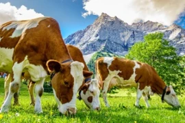 <span>Massiv - der umfassende Rindermedizin-Kurs</span>