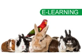 Exclusiv - der interaktive Kurs mit Schwerpunkt kleine Heimtiere und Vögel