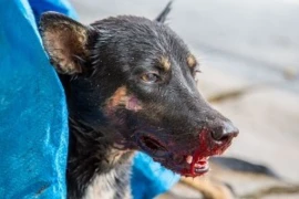 <span>Intensiv - der moderne Notfall Kurs</span>