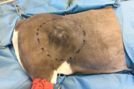 D_24_09_25_Rekonstruktive_Chirurgie_bei_Katzen_Bild_300x200.png