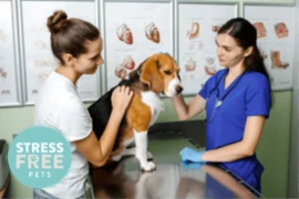 <span>Considering and recognising pain in our patients. What can we do as a vet nurse</span>