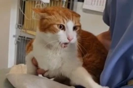 <span>Die Katze als Patient – Wildtier oder Haustier?</span>