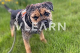 What's hot and what's not in canine chronic enteropathy